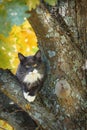 Maine Coon cat sits on a tree in the fall. The cat needs help.