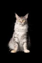 Maine coon cat sitting on black background looking surprised Royalty Free Stock Photo