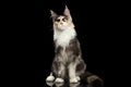 Maine Coon Cat Sitting, Curious Looking in Camera Isolated Black Royalty Free Stock Photo