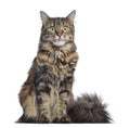 Maine coon cat, sitting and facing Royalty Free Stock Photo