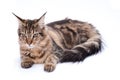 Maine coon cat, sitting and facing, isolated on white