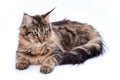 Maine coon cat, sitting and facing, isolated on white