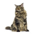 Maine coon cat sitting in front, looking up away, isolated on white Royalty Free Stock Photo