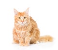 Maine coon cat sitting in front view. isolated on white background Royalty Free Stock Photo