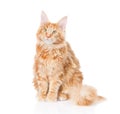 Maine coon cat sitting in front view. isolated on white background Royalty Free Stock Photo