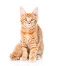 Maine coon cat sitting in front view. on white background Royalty Free Stock Photo