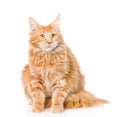 Maine coon cat sitting in front view. on white background Royalty Free Stock Photo