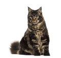 Maine Coon cat sitting isolated on white Royalty Free Stock Photo