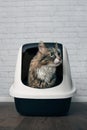 Maine-Coon cat sitting in a litter box and looking disinterested sideways . Vertical image with copy space.