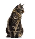 Maine Coon cat sitting and looking away isolated on white Royalty Free Stock Photo