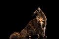 Maine Coon Cat Sitting and Looking Back Isolated Black Background Royalty Free Stock Photo