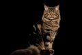 Maine Coon Cat Sitting, Looking in Camera Isolated Black Background Royalty Free Stock Photo