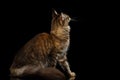 Maine Coon Cat Sitting, Looking interest Isolated on Black Background Royalty Free Stock Photo