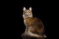 Maine Coon Cat Sitting, Looking interest Isolated on Black Background Royalty Free Stock Photo
