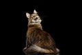 Maine Coon Cat Sitting, Looking up Isolated on Black Background Royalty Free Stock Photo