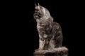 Maine Coon Cat Sitting and Looks Curious, Isolated Black Background Royalty Free Stock Photo