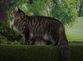 Maine Coon cat sitting under a tree on a fine summer day Royalty Free Stock Photo
