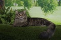 Maine Coon cat sitting under a tree on a fine summer day Royalty Free Stock Photo