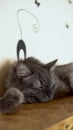 Maine Coon cat is sleeping. Gray cat sleeps on the closet closeup.