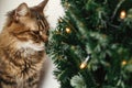 Maine coon cat smelling little christmas tree with lights. Cute kitty relaxing under festive christmas tree. Winter holidays. Pet Royalty Free Stock Photo