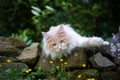 maine coon cat smelling yellow flowers in garden Royalty Free Stock Photo