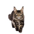 Maine Coon Cat Isolated on White Background Royalty Free Stock Photo