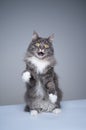 maine coon cat standing on hind legs looking shocked making funny face Royalty Free Stock Photo