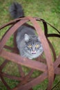 Cat curious about metal garden orb sculpture Royalty Free Stock Photo