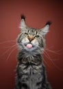 maine coon cat sticking out tongue portrait