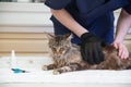 Maine Coon cat sticks out his tongue in pleasure as veterinarian brushes him