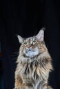 Maine Coon cat. Studio portrait large cat with Large Ears and Furry Tail Isolated on black background. Royalty Free Stock Photo