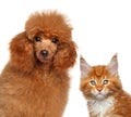 Maine coon cat and toy poodle together