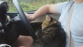 Maine Coon cat traveling with a host in car. Royalty Free Stock Photo