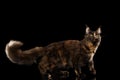 Maine Coon Cat Walking with Furry Tail Isolated Black Background