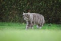 Maine Coon Cat Walks in the Garden Royalty Free Stock Photo