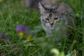 Maine Coon cat walks in among purple and yellow flowers and green grass Royalty Free Stock Photo