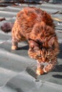 Maine Coon cat walks on the roof Royalty Free Stock Photo