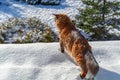 Maine Coon cat walks on the roof house covered snow. Fluffy cat hunts on the snow-covered roof country house Royalty Free Stock Photo