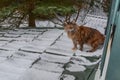 Maine Coon cat walks on the roof house covered snow. Fluffy cat hunts on the snow-covered roof country house in winter day Royalty Free Stock Photo