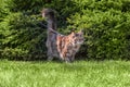 Maine Coon cat walks in summer park with harness with leash. Walking with cat on green lawn in sunny day