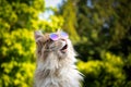 Cat with sunglasses looking up in the sky shocked Royalty Free Stock Photo