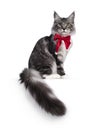 Maine Coon cat on white background Royalty Free Stock Photo