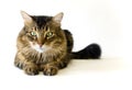 Maine Coon cat on white background (not isolated)