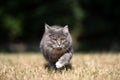 Cat walking outdoors on dried grass