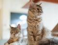 maine coon cats sitting on the table