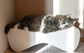 Maine Coon domestic cat lies on a scratching post Royalty Free Stock Photo