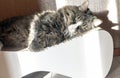 Maine Coon domestic cat lies on a scratching post portrait Royalty Free Stock Photo