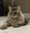 A maine-coon domesticated cat breed Royalty Free Stock Photo