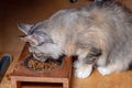 Maine Coon eats dry cat food from an iron bowl on a wooden stand Royalty Free Stock Photo