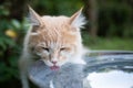 Maine coon garden Royalty Free Stock Photo